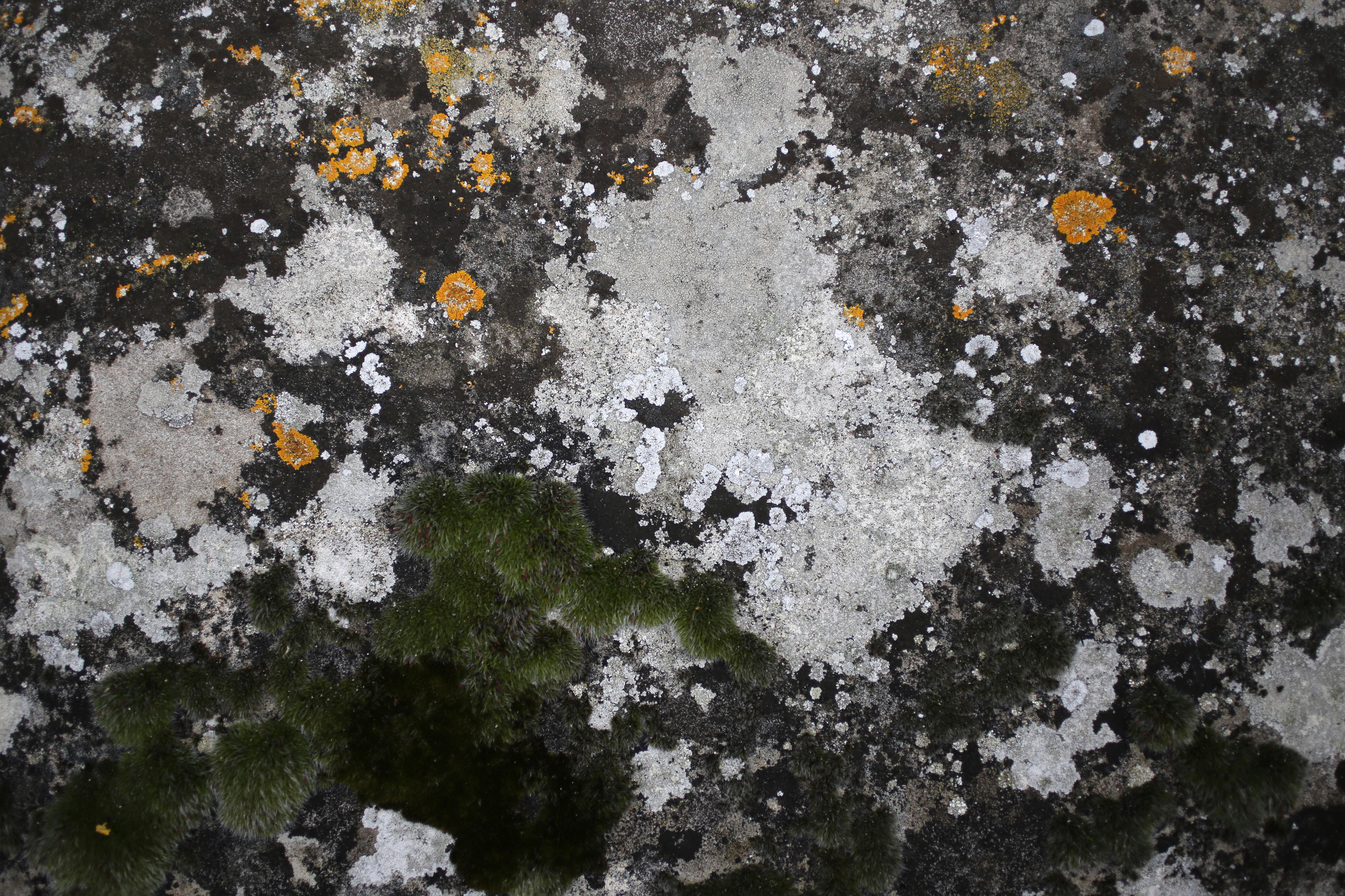 Lichen